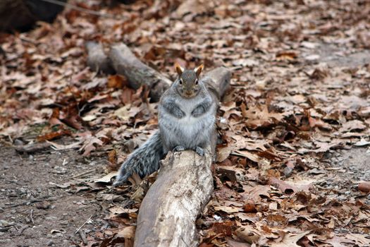 Gray Squirrel Sitting on log