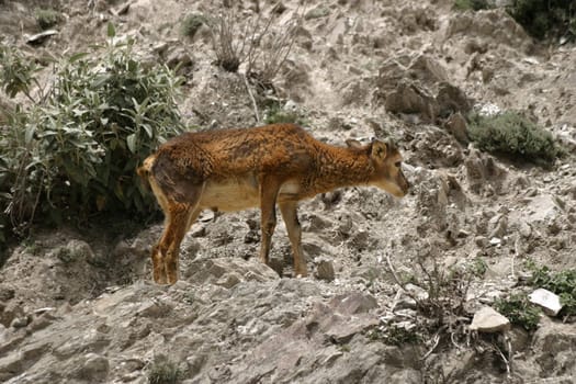 Deer on rocky slope