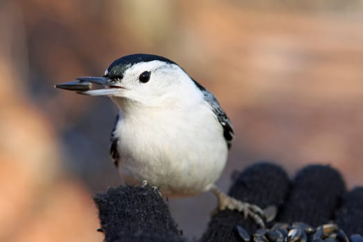 White-breasted Nuthatch Sitta carolinensis feeding and perched