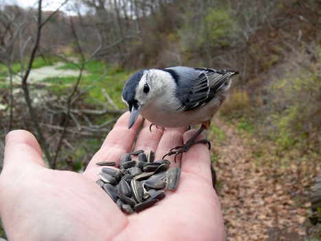 White-breasted Nuthatch Sitta carolinensis feeding and perched