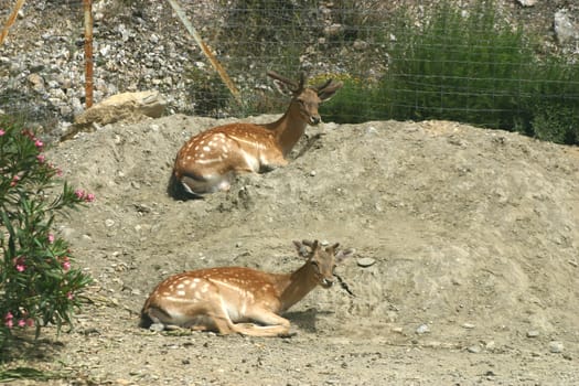 Two deer relaxing on a mound