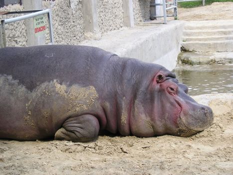 Hippopotamus relaxing in the dirt