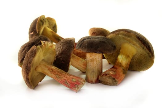 some Red-cracked bolete on a white background