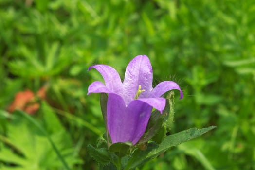 macro photo of the flower of the campanula in field