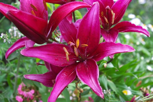 macro photo of the maroon lilies in garden