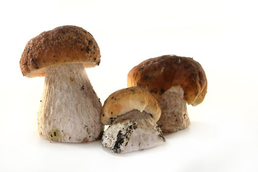 some Stone mushrooms on a white background