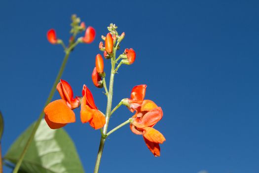 Flowers, of the runner bean, Phaseolus coccineus, scarlet, Oregon lima bean, against a blue sky.