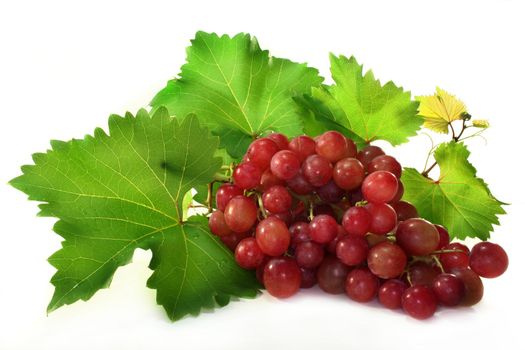 Grapes and vine leaves on a white background