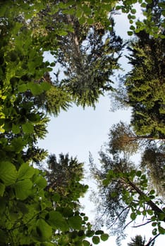 frame of green trees crowns and branches in forest