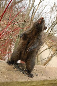 Black Squirrel Feeding In winter