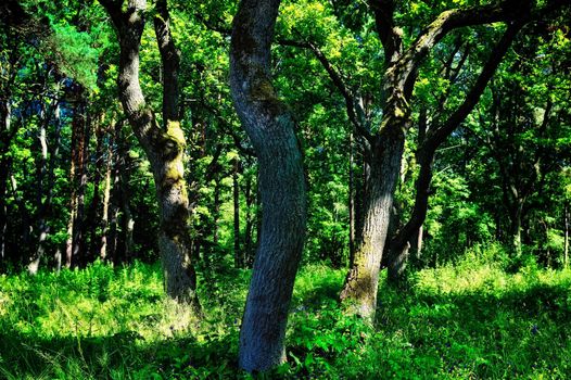 Trunks of trees illuminated by the sun