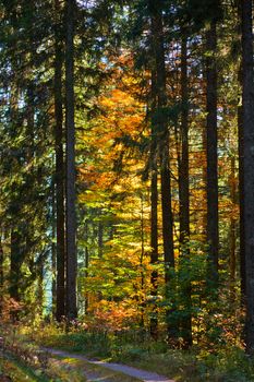 Small trail in golden fall mixed coniferous/deciduous forest