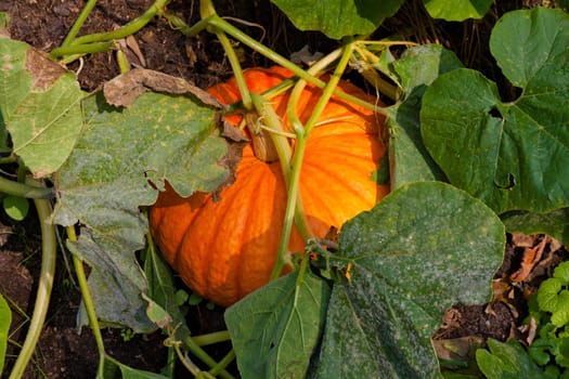 Ripening orange pumpkin in organic veggie garden.