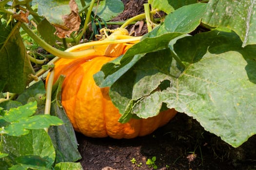 Ripening orange pumpkin in organic veggie garden.