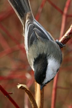 Black-capped Chickadee  Poecile atricapillus perched or feeding