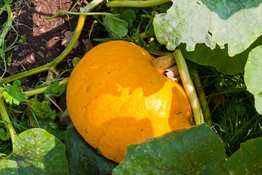 Ripening orange pumpkin in organic veggie garden.