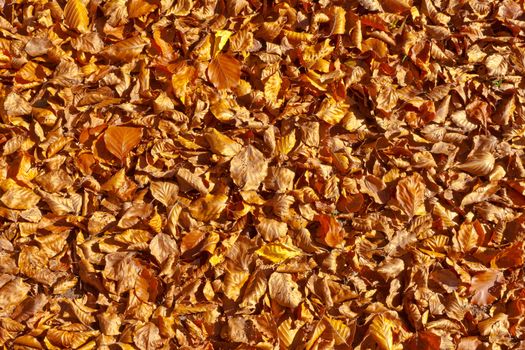 Golden fall background pattern texture of beech leaves fallen to the ground.