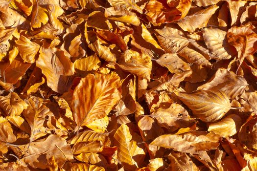 Golden fall background pattern texture of beech leaves fallen to the ground.