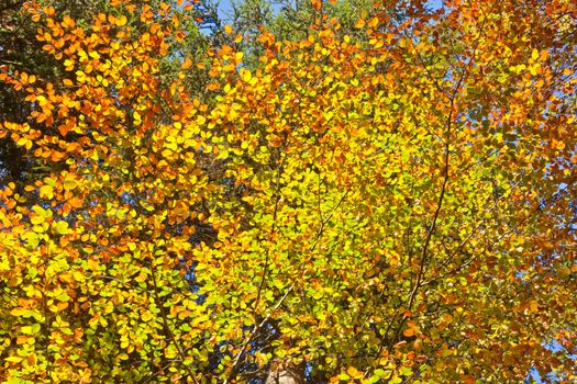 Golden glow of beech leaves in October sun.