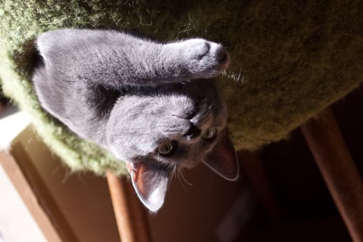 grey cat lying on chair
