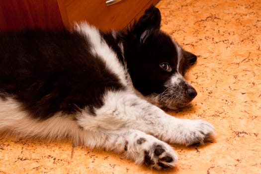 samoed puppy lying down on the floor
