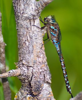 A large dragonfly taking a break on a branch