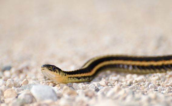 An adult garter snake slithering across some gravel