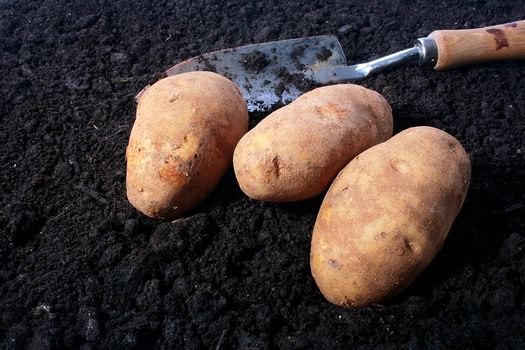 Three potatoes on a ground with a shovel. Harvesting.