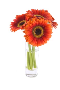 Gerbera bouquet in vase; isolated on a white background.