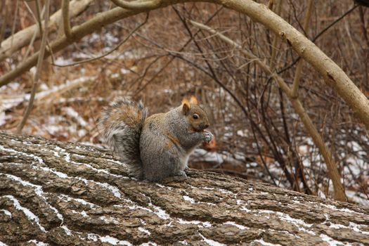 Gray Squirrel Sciurus carolinensis feeding and sitting