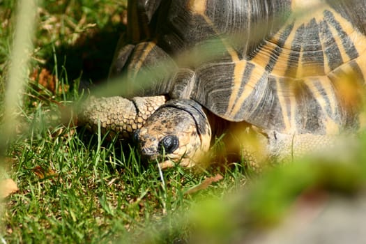 Turtle in Polish Zoo