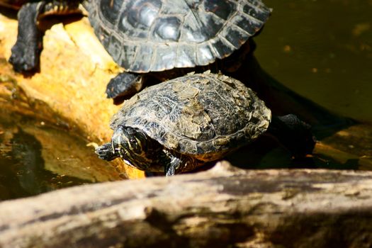 Turtle in Polish Zoo