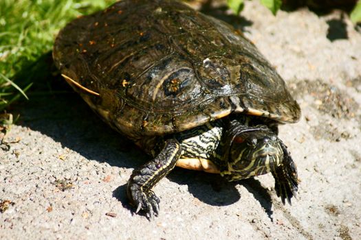 Turtle in Polish Zoo