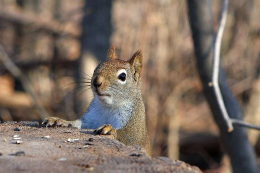 Red Squirrel Tamiasciurus hudsonicus on stump