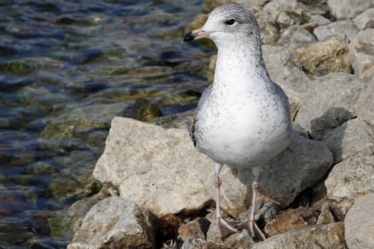Ring-billed Gull Larus delawarensis standing