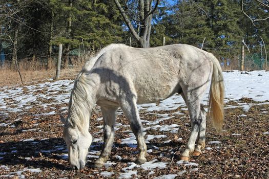 White Stallion Feeding In Afternoon Sun