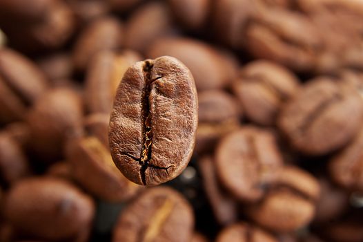 Coffee bean in focus