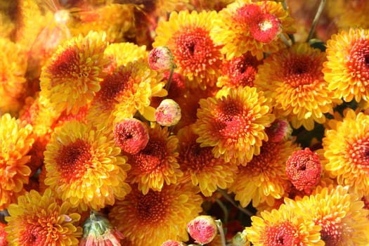 A close up of brightly colored red and gold mums