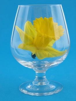 A vibrant yellow narcissus daffodil in a brandy glass over a blue background.