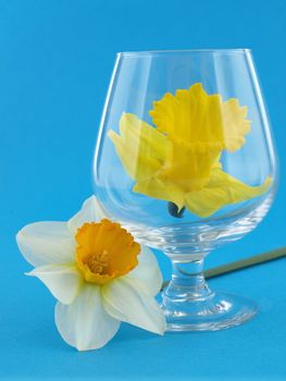 A vibrant yellow narcissus daffodil in a brandy glass stands next to a white and yellow daffodil over a blue background.