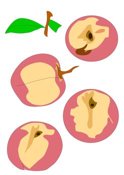 Illustrated hand drawing of peaches in various profiles.