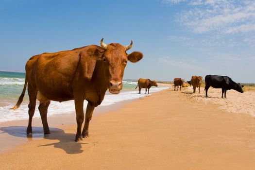 leisure series: cow take a sunbathe on the sea beach