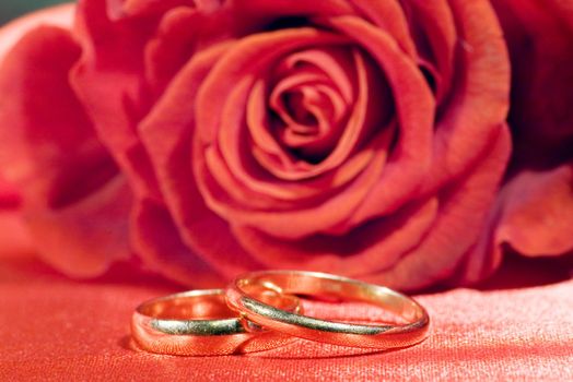 On a photo a rose and wedding rings


