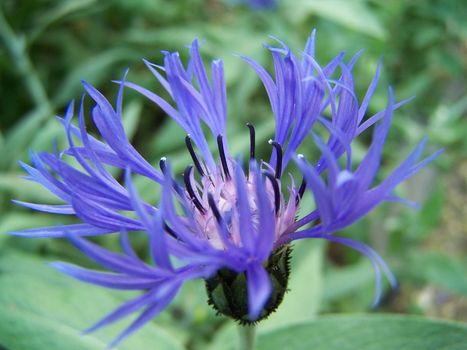 Close up of the beautiful flower. Background.