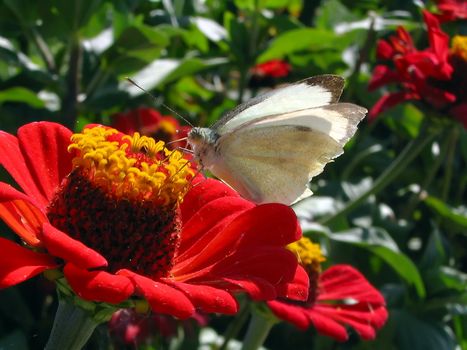 White butterfly on red flower