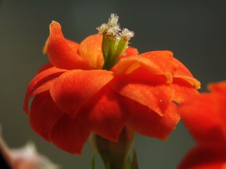 Red flower of kalanchoe, macro 