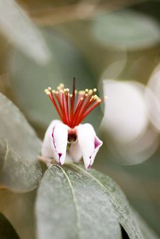 flowers  of Feijoa in the tropical forest