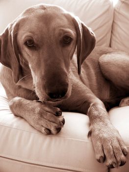 A labrador retriever sitting on a sofa at home     