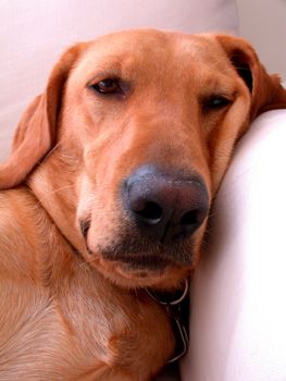 Sleeping labrador retriever