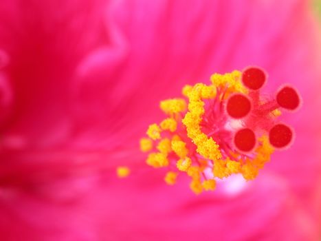 Pink flower with yellow bud